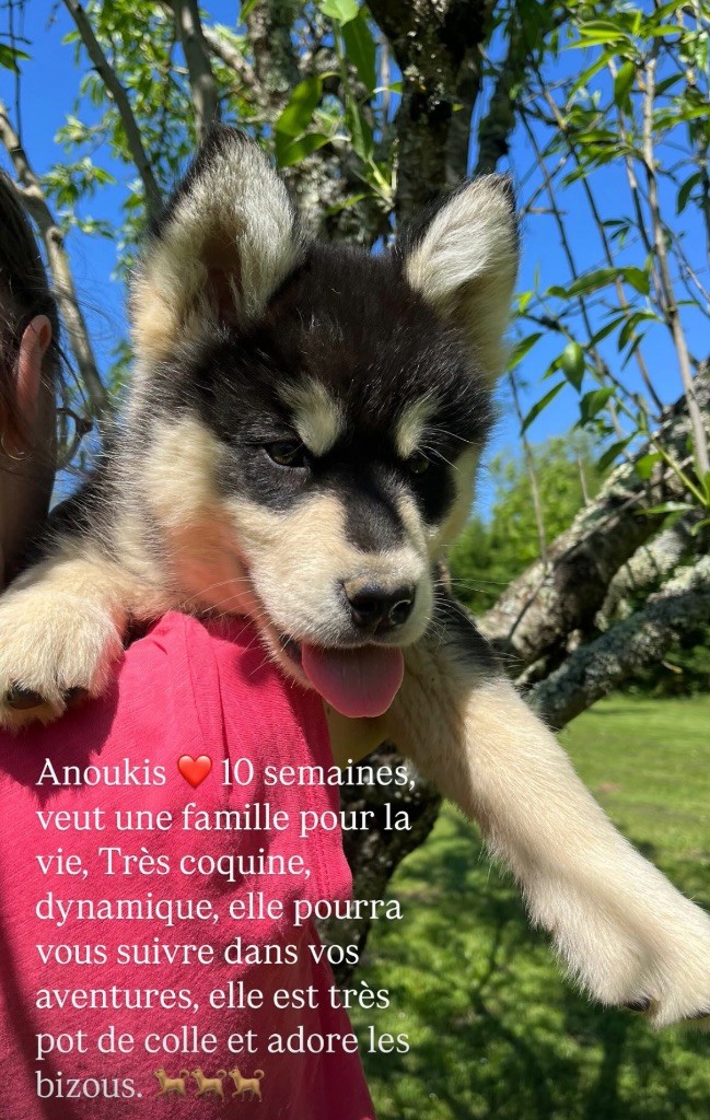 Into The Wild With - Chiots disponibles - Alaskan Malamute
