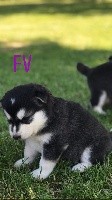 CHIOT