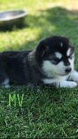 CHIOT