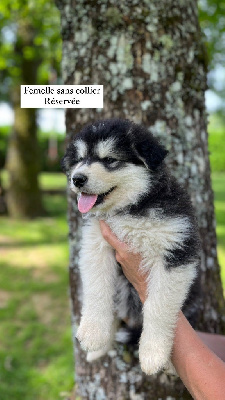 CHIOT 10