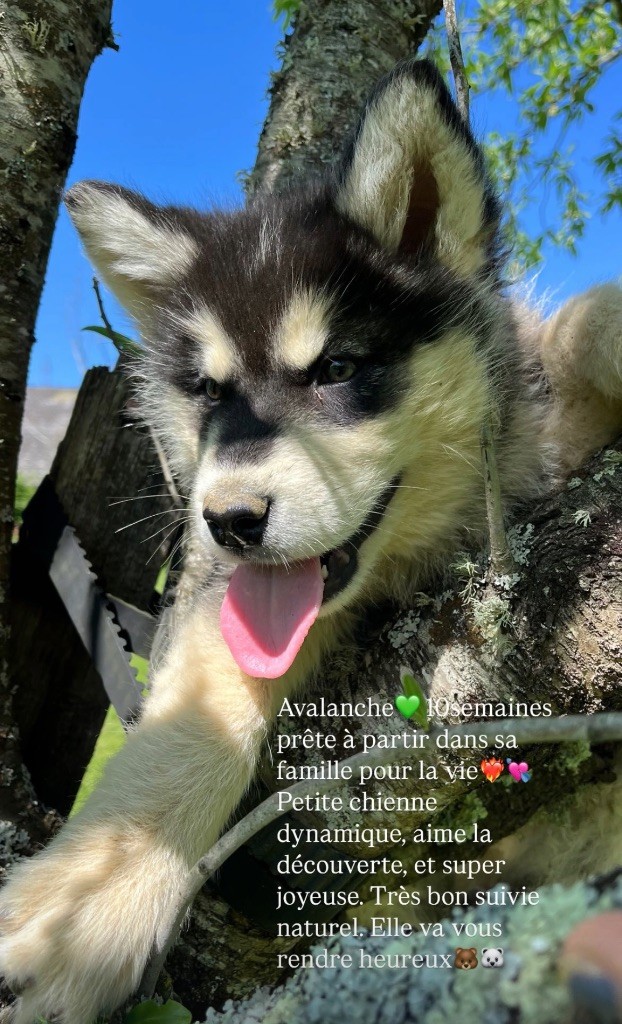 Into The Wild With - Chiots disponibles - Alaskan Malamute