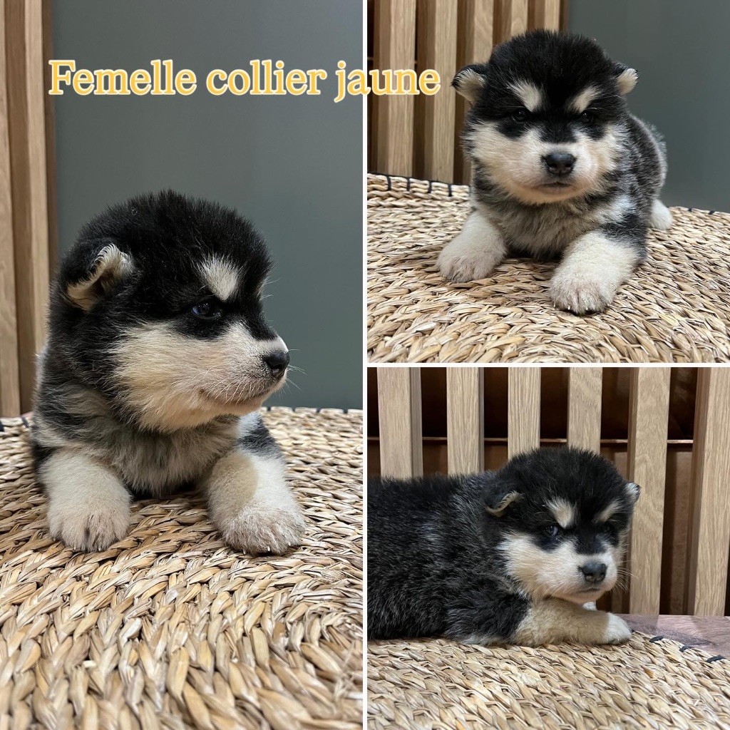 Into The Wild With - Chiots disponibles - Alaskan Malamute