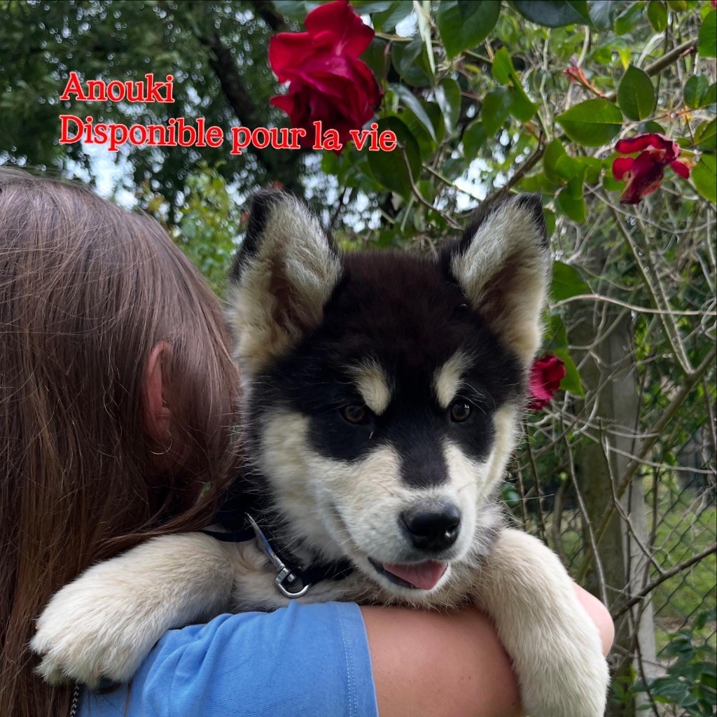 Into The Wild With - Chiots disponibles - Alaskan Malamute
